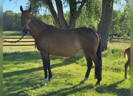 Koń hanowerski, Klacz, 16 lat, 170 cm, Gniada