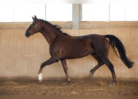 Koń hanowerski, Klacz, 17 lat, 166 cm, Ciemnokasztanowata