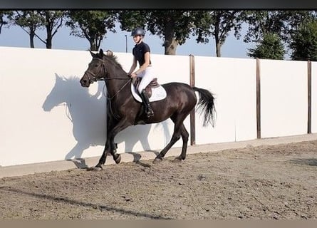 Koń hanowerski, Klacz, 17 lat, 167 cm, Kara