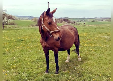 Koń hanowerski, Klacz, 19 lat, 168 cm, Gniada