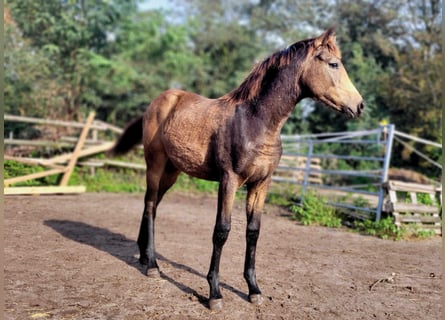 Koń hanowerski, Klacz, 1 Rok, 147 cm, Formy Brown Falb