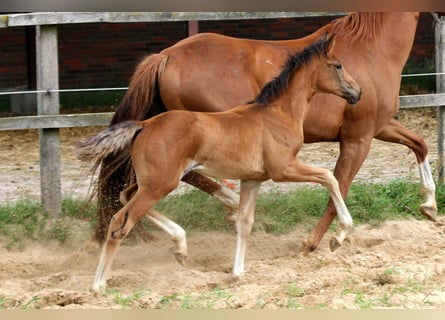 Koń hanowerski, Klacz, 1 Rok, 168 cm, Gniada