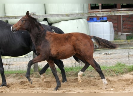 Koń hanowerski, Klacz, 1 Rok, 169 cm, Gniada