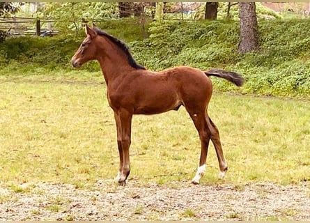Koń hanowerski, Klacz, 1 Rok, 170 cm, Ciemnogniada