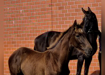 Koń hanowerski, Klacz, 1 Rok, 170 cm, Ciemnokasztanowata