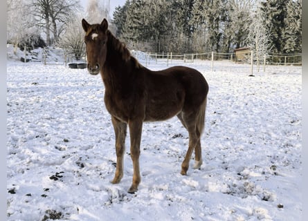 Koń hanowerski, Klacz, 1 Rok, 170 cm, Kasztanowata