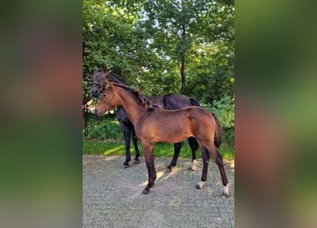 Koń hanowerski, Klacz, 1 Rok, 172 cm, Ciemnogniada