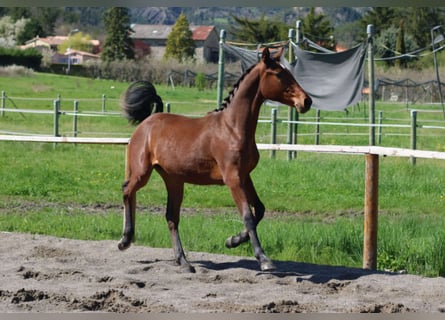 Koń hanowerski, Klacz, 1 Rok, Ciemnogniada