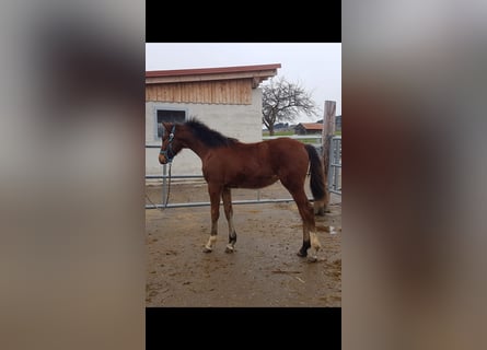 Koń hanowerski, Klacz, 1 Rok, Gniada
