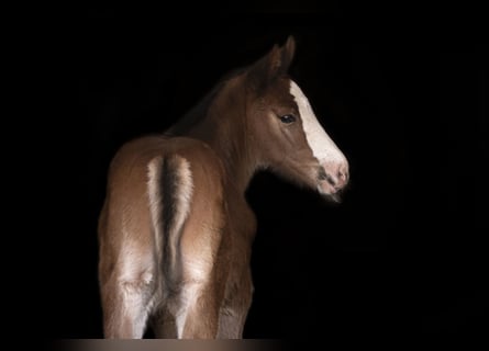 Koń hanowerski, Klacz, 1 Rok, Gniada