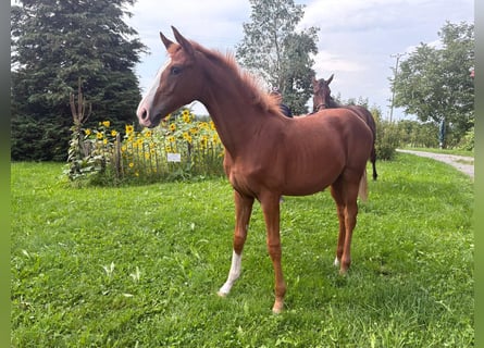 Koń hanowerski, Klacz, 1 Rok, Kasztanowata