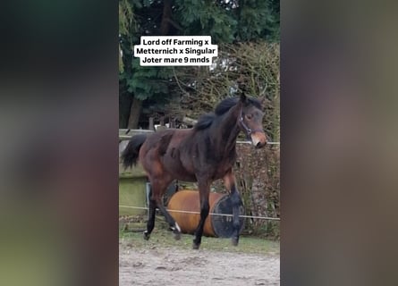 Koń hanowerski, Klacz, 1 Rok