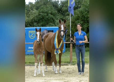 Koń hanowerski, Klacz, 22 lat, Kasztanowata