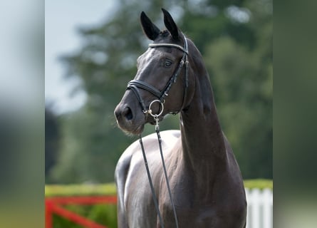 Koń hanowerski, Klacz, 2 lat, 163 cm, Kara