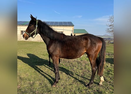 Koń hanowerski, Klacz, 2 lat, 167 cm, Gniada