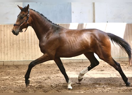 Koń hanowerski, Klacz, 2 lat, 170 cm, Ciemnogniada