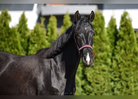 Koń hanowerski, Klacz, 2 lat, 171 cm, Kara