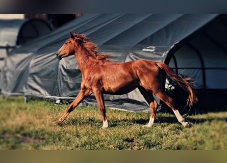 Koń hanowerski, Klacz, 2 lat, 172 cm, Kasztanowata