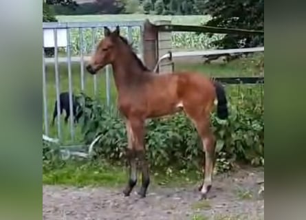 Koń hanowerski, Klacz, 2 lat