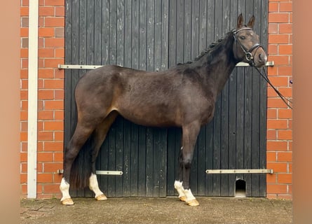 Koń hanowerski, Klacz, 3 lat, 157 cm, Ciemnogniada