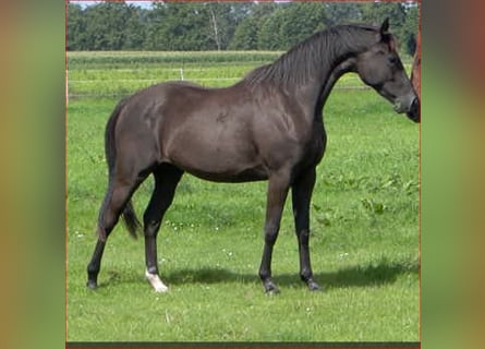 Koń hanowerski, Klacz, 3 lat, 157 cm, Kara
