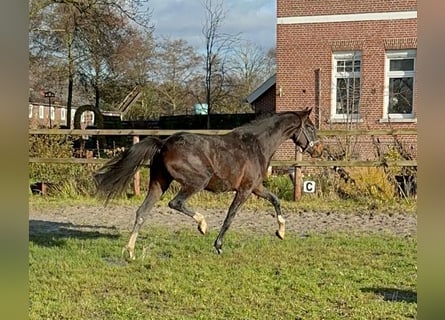Koń hanowerski, Klacz, 3 lat, 160 cm, Skarogniada