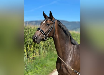Koń hanowerski, Klacz, 3 lat, 160 cm, Skarogniada