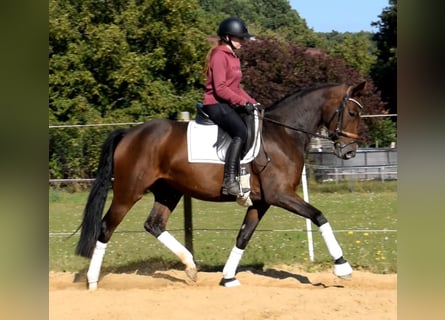 Koń hanowerski, Klacz, 3 lat, 163 cm, Gniada