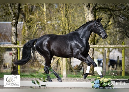 Koń hanowerski, Klacz, 3 lat, 164 cm, Kara
