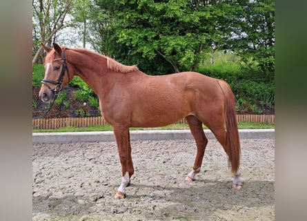 Koń hanowerski, Klacz, 3 lat, 164 cm, Kasztanowata
