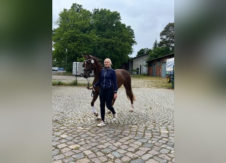 Koń hanowerski, Klacz, 3 lat, 165 cm, Ciemnokasztanowata