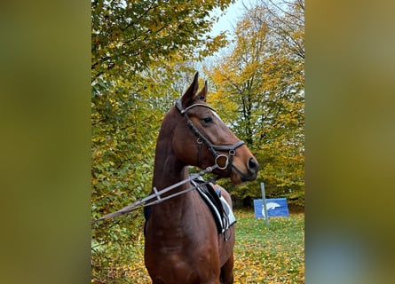 Koń hanowerski, Klacz, 3 lat, 165 cm, Gniada