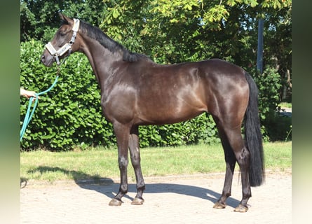 Koń hanowerski, Klacz, 3 lat, 166 cm, Kara