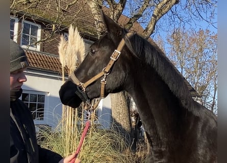 Koń hanowerski, Klacz, 3 lat, 166 cm, Kara