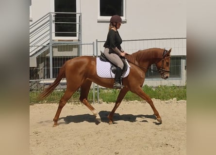 Koń hanowerski, Klacz, 3 lat, 166 cm, Kasztanowata