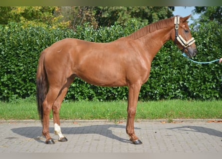 Koń hanowerski, Klacz, 3 lat, 166 cm, Kasztanowata
