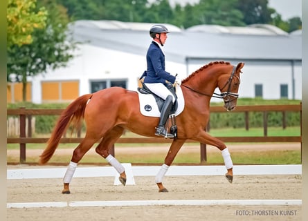 Koń hanowerski, Klacz, 3 lat, 166 cm, Kasztanowata