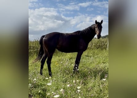 Koń hanowerski, Klacz, 3 lat, 166 cm, Skarogniada