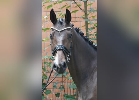 Koń hanowerski, Klacz, 3 lat, 167 cm, Ciemnogniada