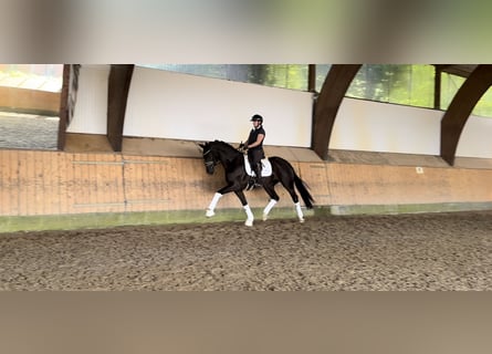 Koń hanowerski, Klacz, 3 lat, 167 cm, Kara