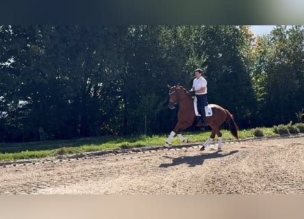 Koń hanowerski, Klacz, 3 lat, 167 cm, Kasztanowata