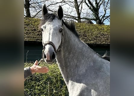 Koń hanowerski, Klacz, 3 lat, 167 cm, Siwa