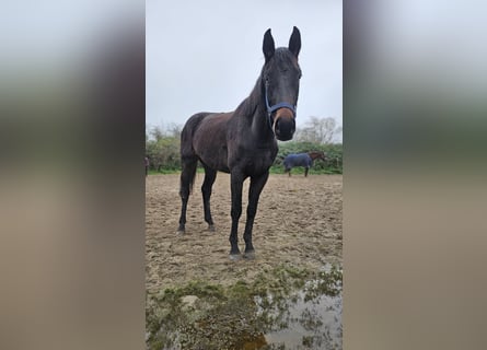 Koń hanowerski, Klacz, 3 lat, 168 cm, Skarogniada