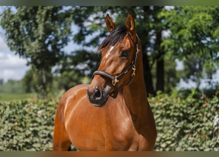 Koń hanowerski, Klacz, 3 lat, 169 cm, Gniada