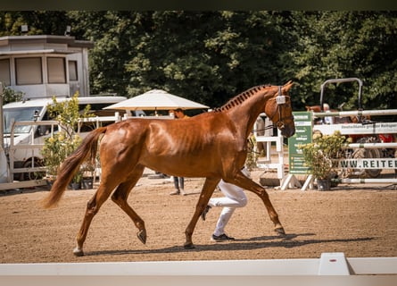 Koń hanowerski, Klacz, 3 lat, 170 cm, Ciemnokasztanowata