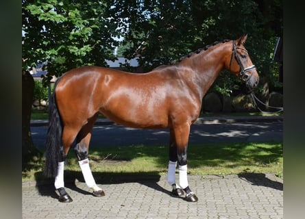 Koń hanowerski, Klacz, 3 lat, 170 cm, Gniada