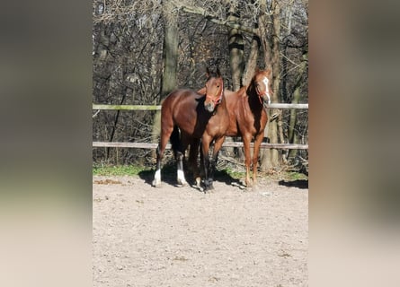Koń hanowerski, Klacz, 3 lat, 170 cm, Gniada