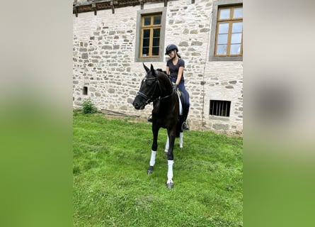 Koń hanowerski, Klacz, 3 lat, 170 cm, Kara