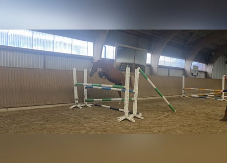 Koń hanowerski, Klacz, 3 lat, 170 cm, Kasztanowata