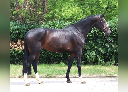 Koń hanowerski, Klacz, 3 lat, 172 cm, Gniada
